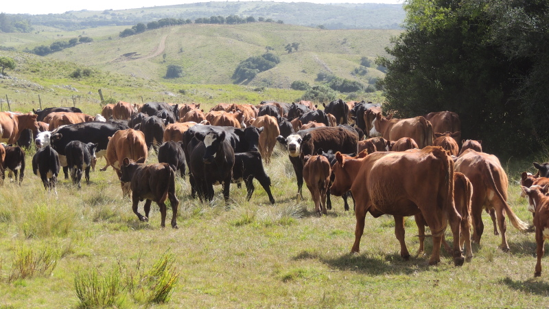 Cows