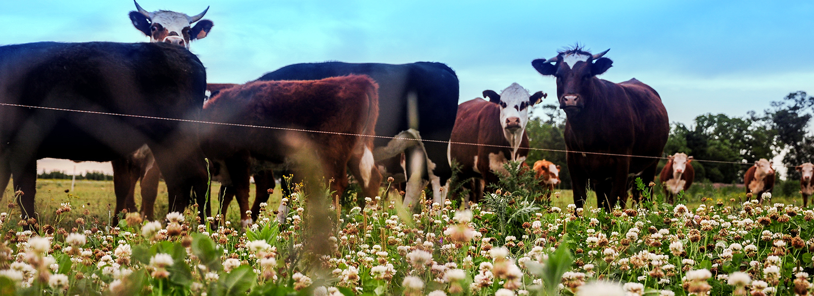 Sustainable intensification: a trend gaining momentum in Uruguay