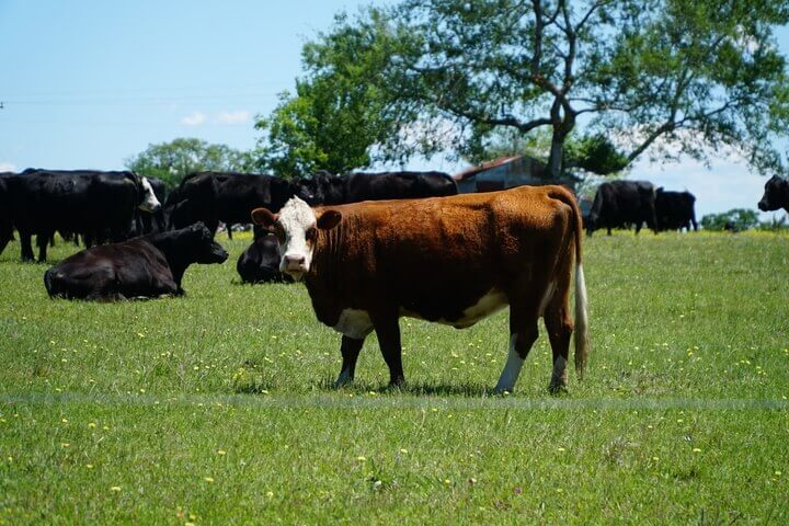 La importancia del agro en Uruguay, por qué invertir en agronegocios.