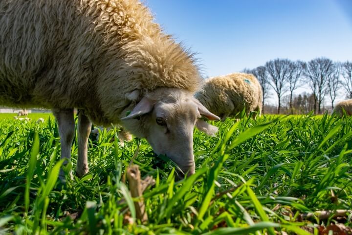 Importancia del agro uruguayo: por qué invertir en agronegocios en Uruguay.