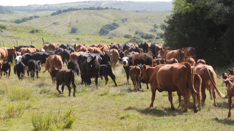 Vacas