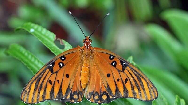 Mariposas Salvajes: proyecto de la Arq. Psj. Paula Rial incluida en publicaci&oacute;n de IFLA Am&eacute;ricas